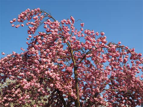 Free Images Tree Branch Sky Leaf Flower Bloom Food Spring