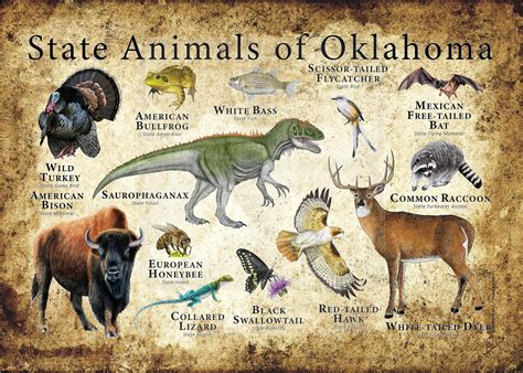 Oklahoma State Animals Poster Print Etsy