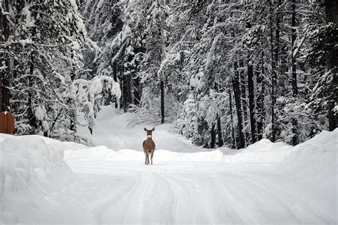Hd Wallpaper Deer In Forest Duringwinter Season Snow Whitetail Doe