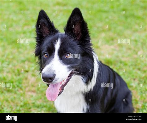 Portrait Of Border Collie Lying On The Grass Stock Photo Alamy