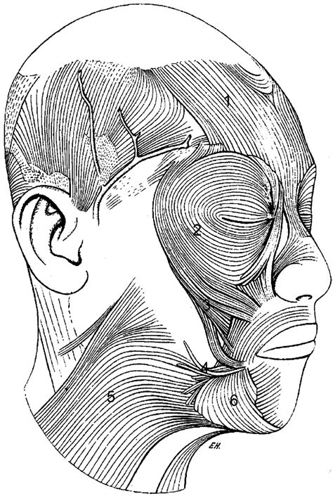 Muscles Of Facial Expression 1 Frontalis 2 Orbicularis Oculi 3