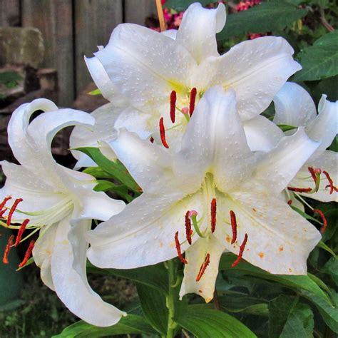I am not an aficionado so please excuse the clumsy attempt to describe this fragrance. Oriental Lily Casa Blanca Delicious Dozen - Easy To Grow Bulbs
