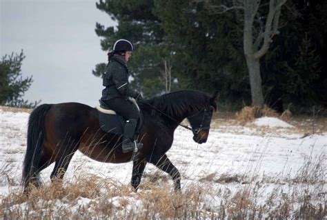 Winter Workouts The Horse