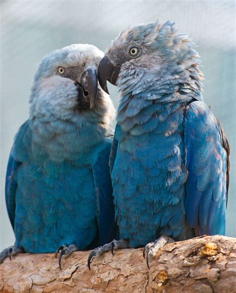 The Blue Spixs Macaw Parrot Seen In The Movie ‘rio Is Now Extinct