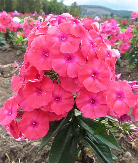 Coral Flame Summer Phlox 3 Root Divisions Bloomingbulb