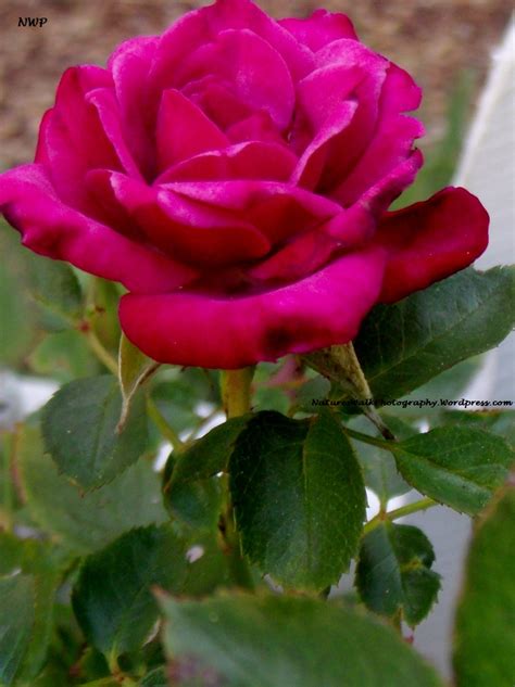 Red Roses Most Popular Rose Rose Wallpapers Beautiful