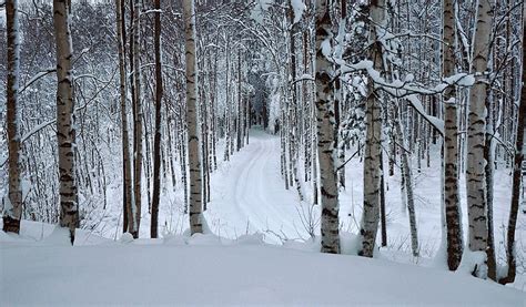 Birch Tree Forest Winter Snow Path Forest White Path Tree Snow