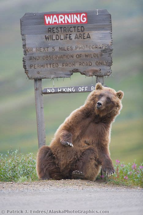 Wildlife Area Alaska Wildlife Grizzly Bear Bear