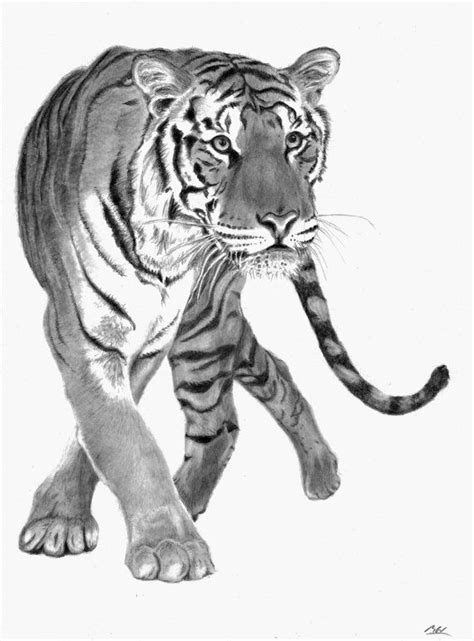 Tiger Art Print Hand Drawn Animal Pencil Drawing A4 A5 Etsy