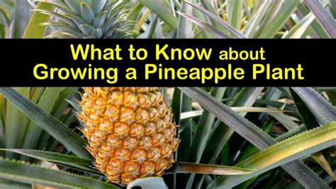 What To Know About Growing A Pineapple Plant