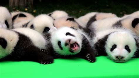 Natureza Centro De Reprodução De Pandas Apresenta Filhotes A Público