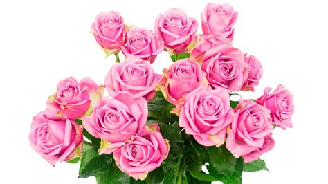 Wallpaper Bouquets Rose Pink Color Flower White Background 2560x1440