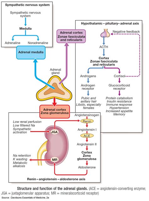 Structure And Function Of The Adrenal Glands Adrenal Grepmed