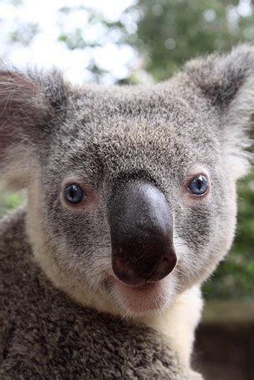 Blue Eyed Koala Dreamworld Gold Coast Australia