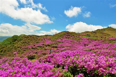 Beautiful Azalea Flowers In Hwangmaesan Mountain Azalea Flower Azaleas