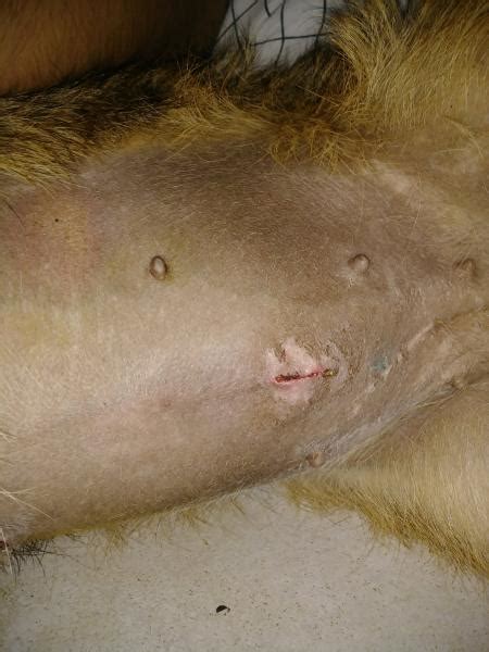 Spay clinics offer low cost fixing as a move to get more people to fix their pets. Dog Spay Incision: IS THIS INFECTED?