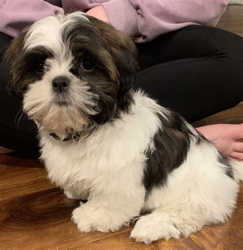 Check latest funny dog and other animals pictures from our collection. Shih Tzu Puppies For Sale | Rochester, NY #326483
