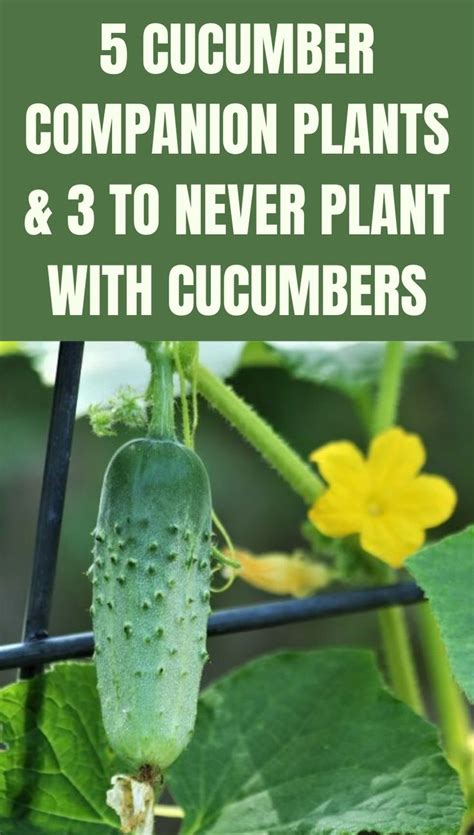 Cucumber Companion Plants To Never Plant With Cucumbers