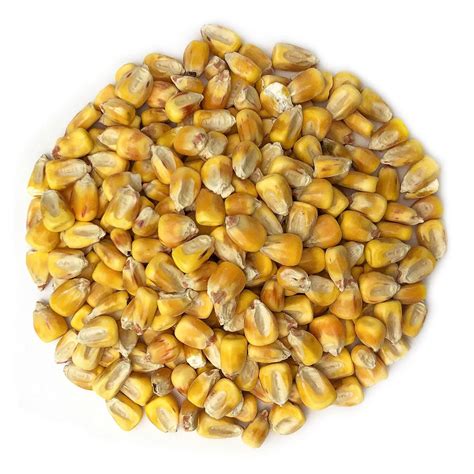 Organic Whole Yellow Corn Buy In Bulk From Food To Live