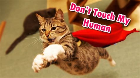 10 hero cats who saved the humans they love youtube