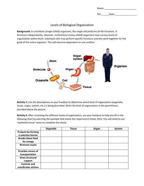 Levels Of Biological Organization Worksheet