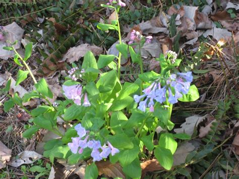 My Virginia Bluebells Greet Me Each Spring Virginia Bluebells