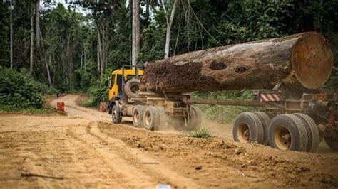 Pétition · Classifying 68000ha Of Ebo Forest For Logging Threat To