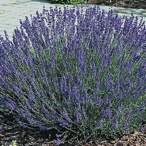 English Lavender Yougarden