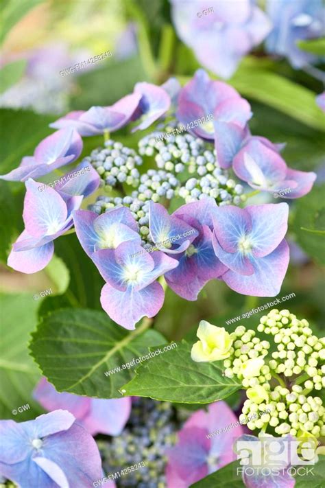 Hydrangea Macrophylla Blaumeise Stock Photo Picture And Rights
