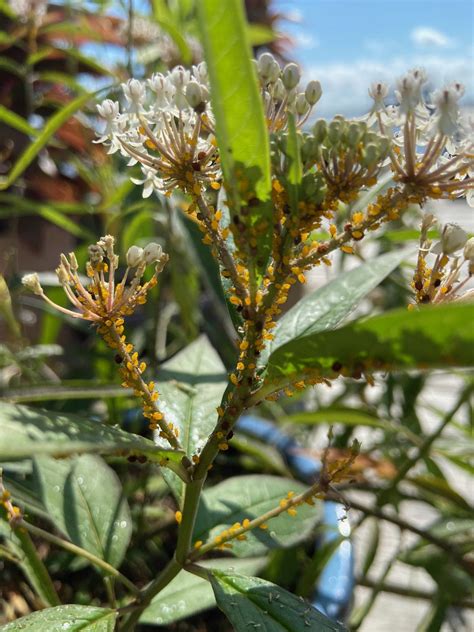 How To Get Rid Of Aphids On Milkweed Blast Them Off With A Harsh