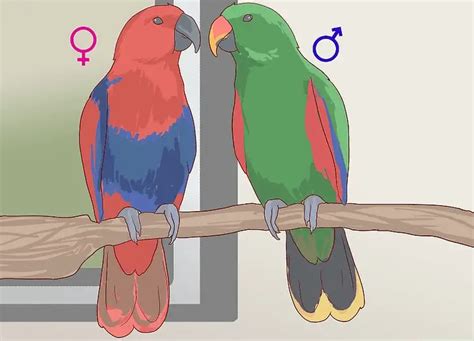 How To Know The Sex Of A Parrot African Parrot Grey Health Diet Personality Intelligence And Care