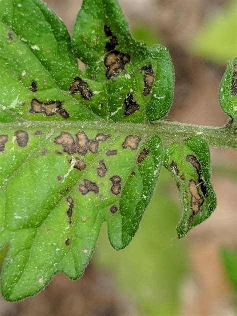 Diagnosis Brown Spots With Black Edges On Tomato Leaves Gardening