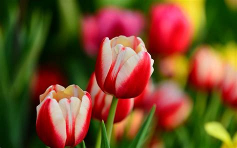 Free Download Buds Red And White Tulips Flowers Spring 1280 X 800