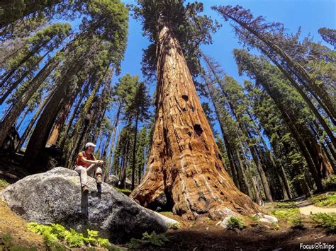 Sequoia National Park Escursioni E Trekking Tra Le Sequoie Focusontrips