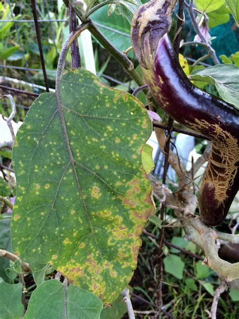 Eggplant Diseases And Pests Description Uses Propagation