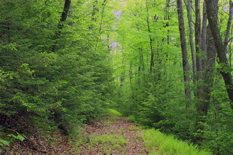 Free Images Tree Nature Path Wilderness Hiking Trail Spring