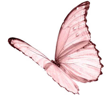 Pink Butterfly Png Transparent Background Free Download Images And