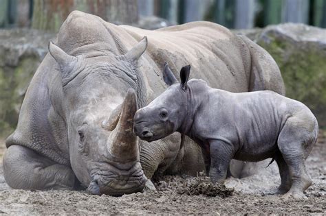 Cute Love Rhino Species Dublin Zoo Save The Rhino Baby Rhino