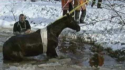 Bbc News Horses Rescued From Frozen Lake In Germany