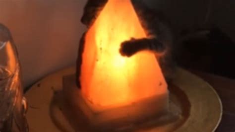 Recently i bought several of these salt lamps as i'm keen to create a negative ion environment (they're the good ones ) i've noticed my boy being very. Cat hugging a salt lamp is preparing to take over the ...