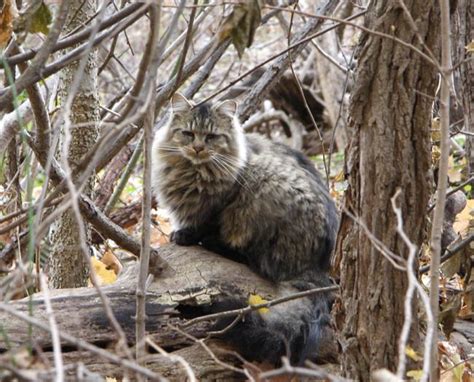 (if you are relocating the cat please see alley cat allies for procedures on how to successfully relocate the cats). One of Ann LaGoy's feral colony bad boys "Lion" - 2014 ...