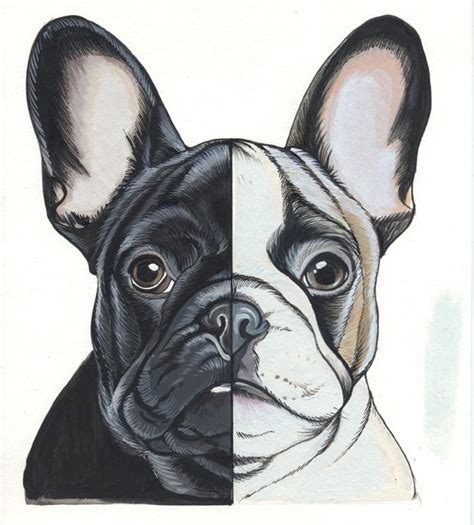 Sketchbook Page Of A French Bulldog By Jeroen Teunen The Dog Painter