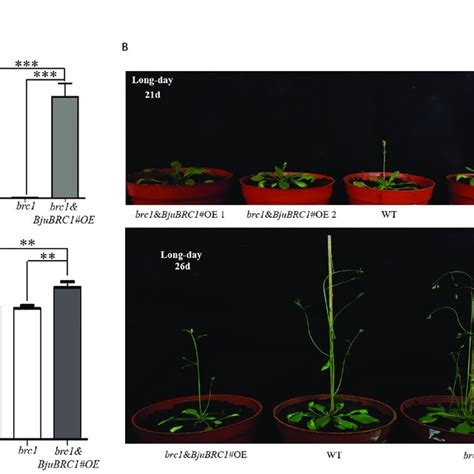 Flowering Time Comparison Of Distinct Arabidopsis Lines A The