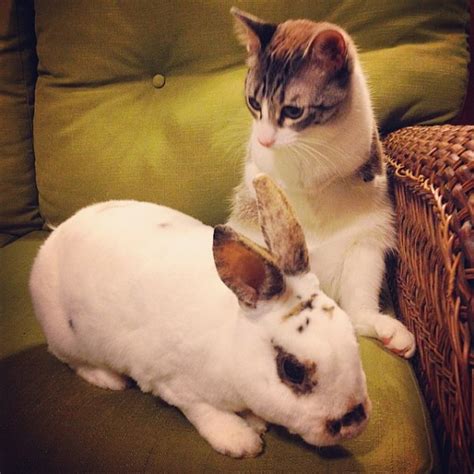Two Legged Bunny Cat Is Instagrams Newest And Cutest Star
