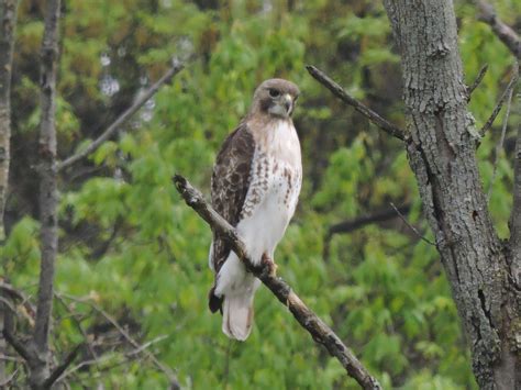 Red Tailed Hawk Ohio Red Tailed Hawk Country Life Ohio Birds