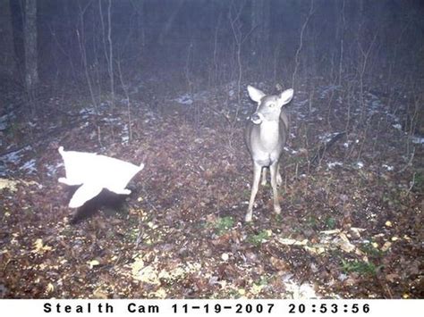 Trail Cam Bloopers Funny And Unusual Trail Cam Photos From Our 2008