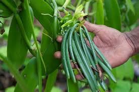 Also they are from the flower, orchid. How to Grow Vanilla Beans - Plant Instructions