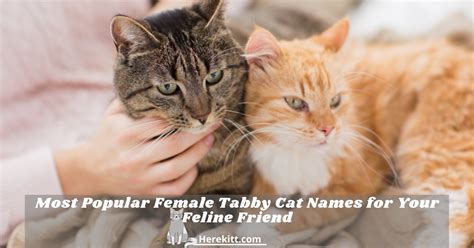For a cat that's as large as life! Most Popular Female Tabby Cat Names For Your - HereKitt.com