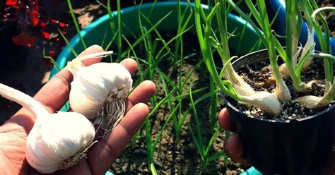 Untungnya, bawang putih bisa dengan mudah tumbuh di banyak media tanam, sekalipun tak menggunakan tanah. Cara Menjadi Tanam Bawang Putih Dalam Pasu Sahaja | IBS ...