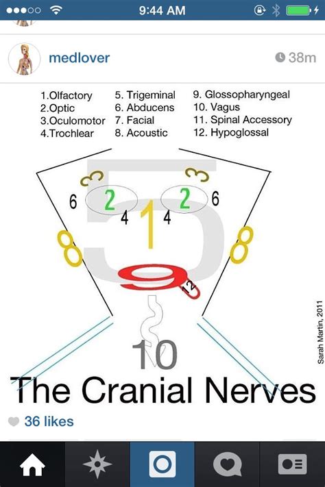easy way to remember the cranial nerves cranial nerves dental images and photos finder
